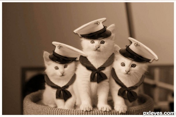 the navy kittens 